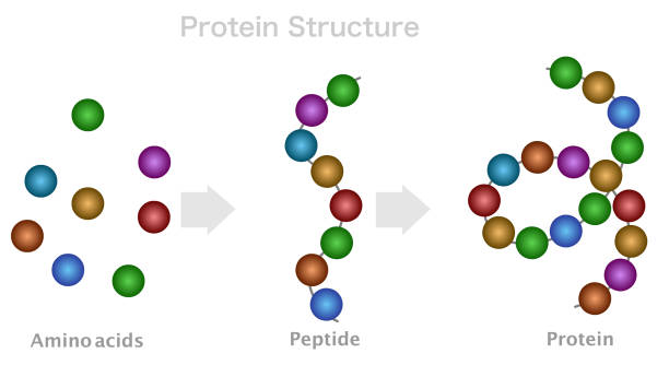 What Are Peptides? Peptides are short chains of amino acids which constitute proteins