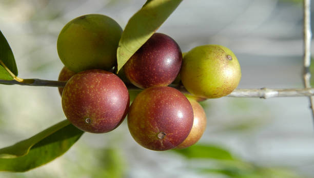 Camu Camu – Amazon's Secret to Youthful Skin