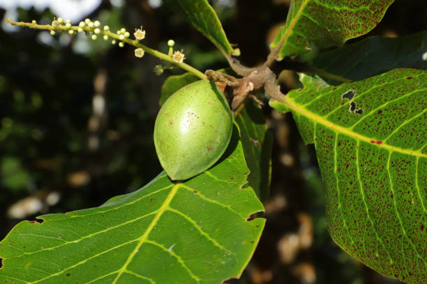 Kakadu Plum – The Glow Booster