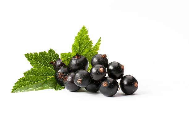 Black Currants – The British Beauty Secret
